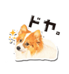 オビココスタンプ（個別スタンプ：21）