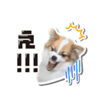 オビココスタンプ（個別スタンプ：24）