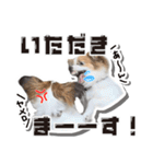 オビココスタンプ（個別スタンプ：30）
