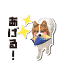 オビココスタンプ（個別スタンプ：33）