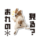 オビココスタンプ（個別スタンプ：35）