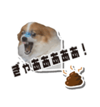 オビココスタンプ（個別スタンプ：40）
