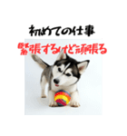 社会人1年目のシベリアンハスキー（個別スタンプ：2）
