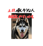 社会人1年目のシベリアンハスキー（個別スタンプ：3）