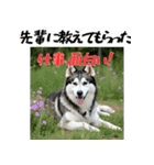 社会人1年目のシベリアンハスキー（個別スタンプ：5）