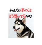 社会人1年目のシベリアンハスキー（個別スタンプ：7）