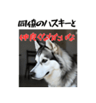 社会人1年目のシベリアンハスキー（個別スタンプ：8）