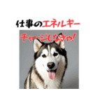 社会人1年目のシベリアンハスキー（個別スタンプ：9）
