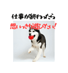社会人1年目のシベリアンハスキー（個別スタンプ：11）