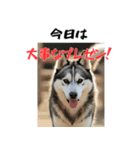 社会人1年目のシベリアンハスキー（個別スタンプ：13）