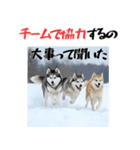社会人1年目のシベリアンハスキー（個別スタンプ：15）