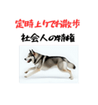 社会人1年目のシベリアンハスキー（個別スタンプ：16）