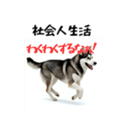 社会人1年目のシベリアンハスキー（個別スタンプ：17）