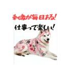社会人1年目のシベリアンハスキー（個別スタンプ：19）