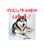 社会人1年目のシベリアンハスキー（個別スタンプ：20）