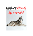 社会人1年目のシベリアンハスキー（個別スタンプ：21）