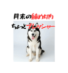 社会人1年目のシベリアンハスキー（個別スタンプ：23）