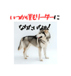 社会人1年目のシベリアンハスキー（個別スタンプ：24）