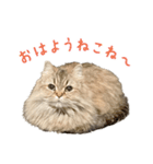 語尾がねこね〜の猫ちゃん（個別スタンプ：1）