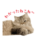 語尾がねこね〜の猫ちゃん（個別スタンプ：2）