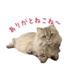 語尾がねこね〜の猫ちゃん（個別スタンプ：3）