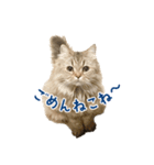 語尾がねこね〜の猫ちゃん（個別スタンプ：4）
