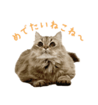 語尾がねこね〜の猫ちゃん（個別スタンプ：5）