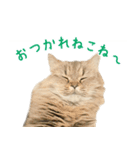 語尾がねこね〜の猫ちゃん（個別スタンプ：6）
