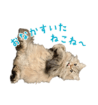 語尾がねこね〜の猫ちゃん（個別スタンプ：7）