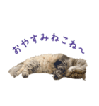 語尾がねこね〜の猫ちゃん（個別スタンプ：8）