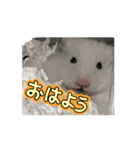 チロルのアニメーションスタンプ（個別スタンプ：3）