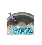チロルのアニメーションスタンプ（個別スタンプ：4）