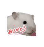 チロルのアニメーションスタンプ（個別スタンプ：8）