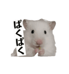 チロルのアニメーションスタンプ（個別スタンプ：10）