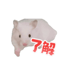 チロルのアニメーションスタンプ（個別スタンプ：13）