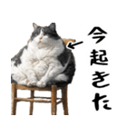 でぶ猫。(どんなシーンでも使える便利返信)（個別スタンプ：1）