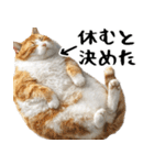 でぶ猫。(どんなシーンでも使える便利返信)（個別スタンプ：2）