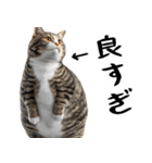 でぶ猫。(どんなシーンでも使える便利返信)（個別スタンプ：3）