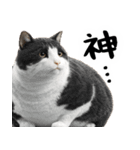 でぶ猫。(どんなシーンでも使える便利返信)（個別スタンプ：5）