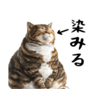 でぶ猫。(どんなシーンでも使える便利返信)（個別スタンプ：6）