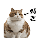 でぶ猫。(どんなシーンでも使える便利返信)（個別スタンプ：9）