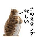 でぶ猫。(どんなシーンでも使える便利返信)（個別スタンプ：11）