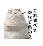 でぶ猫。(どんなシーンでも使える便利返信)（個別スタンプ：13）