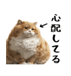 でぶ猫。(どんなシーンでも使える便利返信)（個別スタンプ：15）