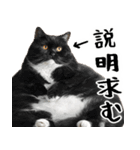 でぶ猫。(どんなシーンでも使える便利返信)（個別スタンプ：19）