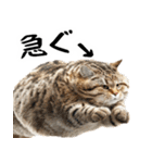 でぶ猫。(どんなシーンでも使える便利返信)（個別スタンプ：21）