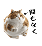 でぶ猫。(どんなシーンでも使える便利返信)（個別スタンプ：23）