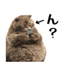 でぶ猫。(どんなシーンでも使える便利返信)（個別スタンプ：25）