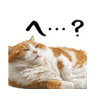 でぶ猫。(どんなシーンでも使える便利返信)（個別スタンプ：27）