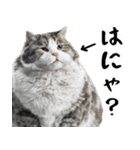 でぶ猫。(どんなシーンでも使える便利返信)（個別スタンプ：28）